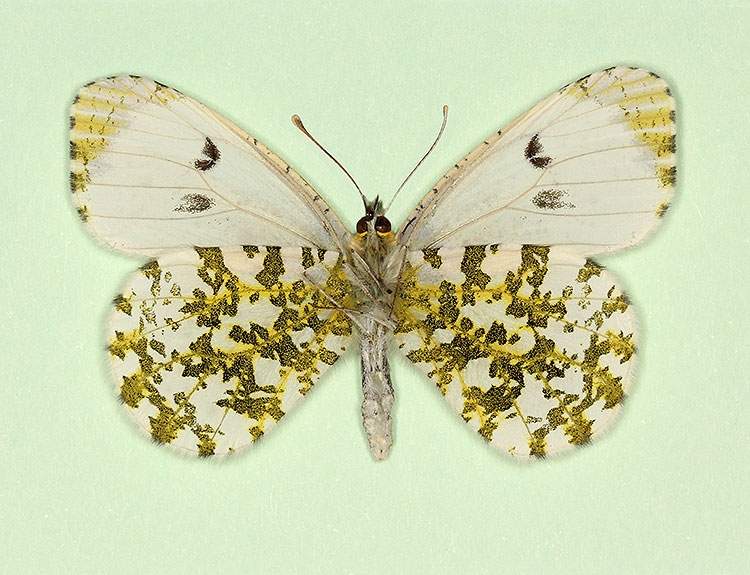 Anthocharis cardamines female (aberrant form dispila, verso) (Internet Image property of respective owner, non-commercial use only)